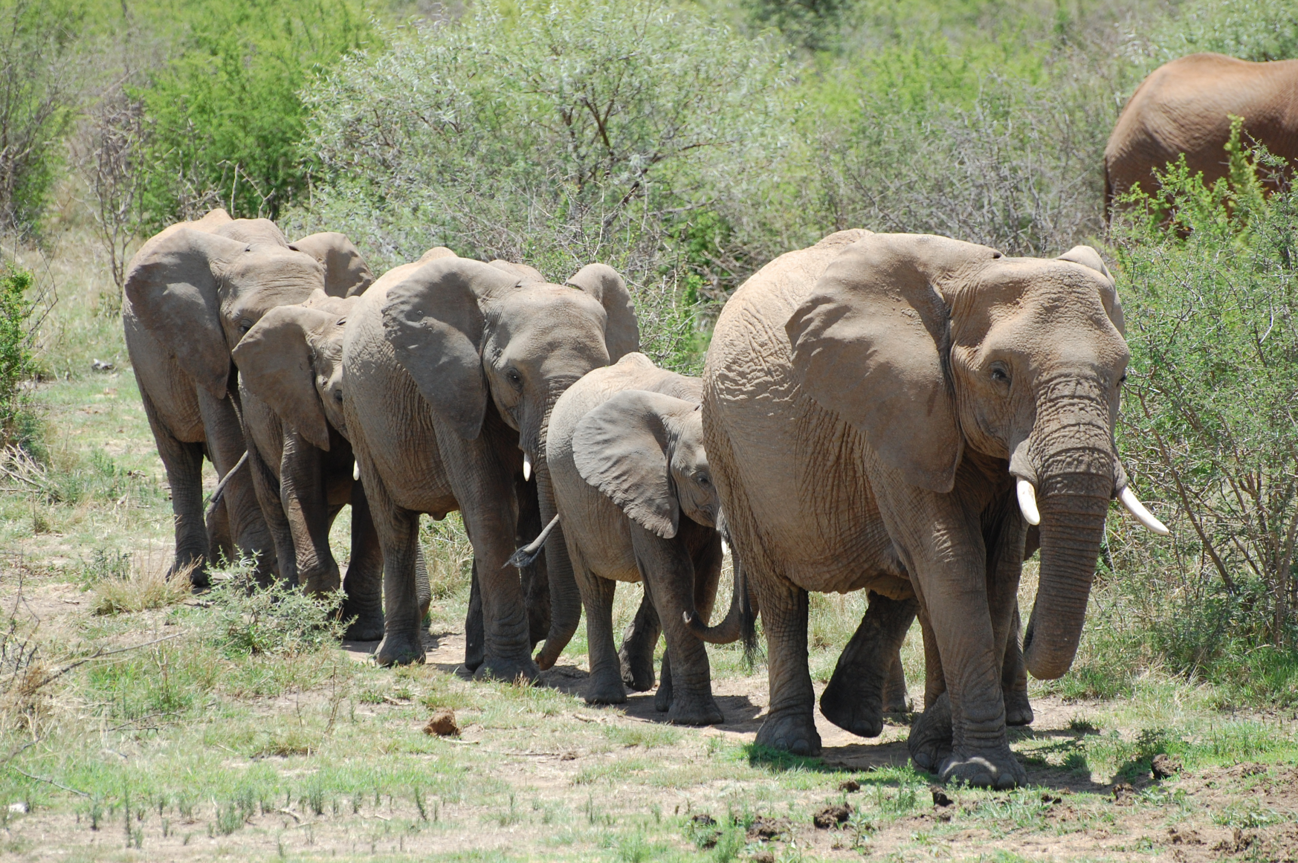 Südafrika - Madikwe Game Reserve