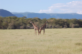 Giraffen Serengeti Tansania Giraffen Serengeti Tansania
